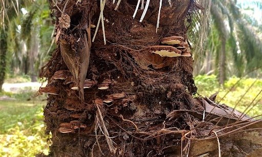 Rahasia Mengatasi Ganoderma pada Kelapa Sawit Sebelum Menyebar