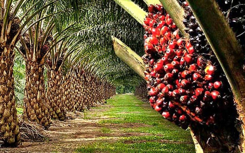 5 Kesalahan Umum Petani Sawit yang Menurunkan Produktivitas