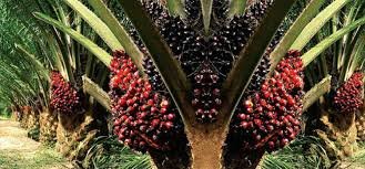 Cara Meningkatkan Produksi Tandan Sawit Hingga Dua Kali Lipat